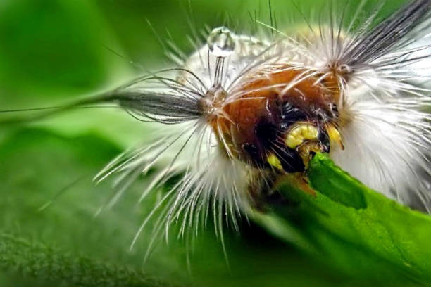 istock Furry Caterpillar with Dual Ponytails Feasting on Leaf 1491141343