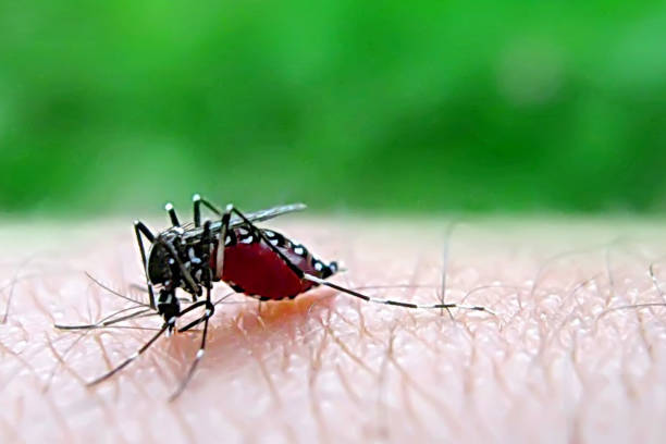 istock Blood Feast: A Mosquito's Crimson Feast on Human Skin 1491141393