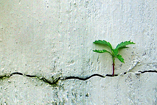 The photo shows the resilience of nature as a plant grows in the small crevice of a wall. The plant's roots cling tightly to the wall as it reaches towards the sun. The contrast between the solid structure of the wall and the delicate plant creates a striking image.