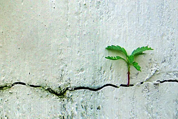 Photo of Nature Finds a Way: Plants Growing in Wall Cracks