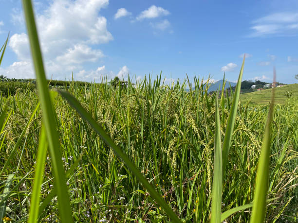 istock Close up view of rice ready to be harvested in the rice fields 1491144683