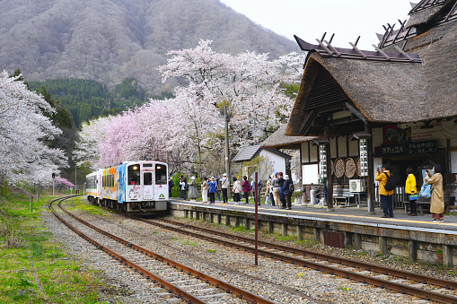 Fukushima, Japan - 2023, 14 April : Cherry blossom blooming at Yunokami-Onsen Station the station building with a thatched roof (traditional style roof) in Fukushima of Japan.