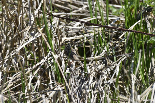 savannah sparrow - passerculus sandwichensis imagens e fotografias de stock