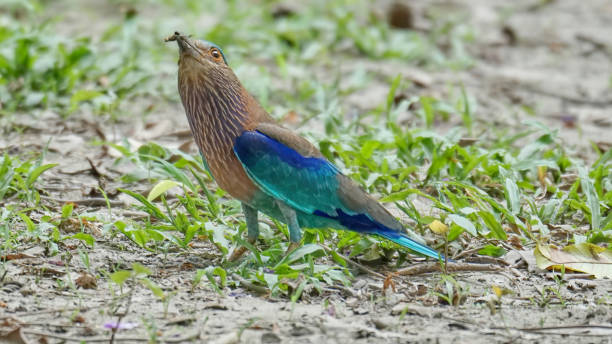 Indian Roller Indian Roller coracias benghalensis stock pictures, royalty-free photos & images