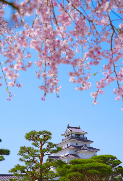 Aizu wakamatsu, Japan - 2023, 13 April : Beautiful blossoming cherry blossom branches and Tsuruga Castle on a clear day of Aizuwakamatsu, Fukushima, Japan.
