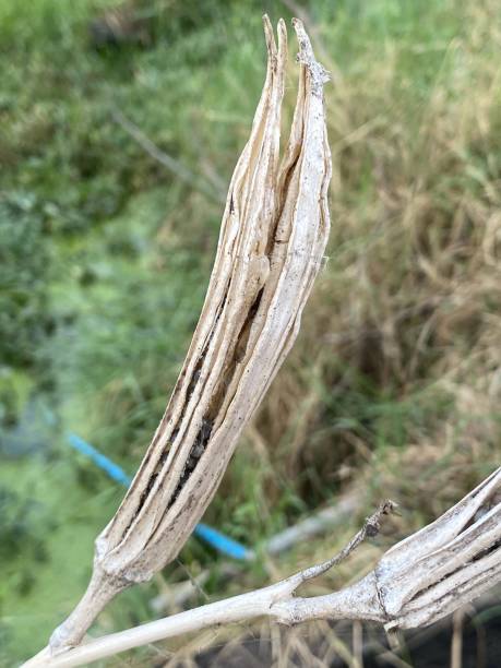 istock Dry Okra seed pod at the field 1491150417