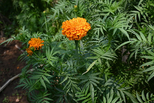 Beautiful orange marigold flower.\nTagetes is a  annual or perennial mostly herbaceous plants in the family Asteraceae. They are among several groups of plants known in English as marigolds.