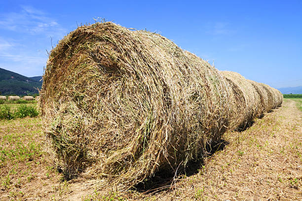 istock Hay bales on the field 149115631