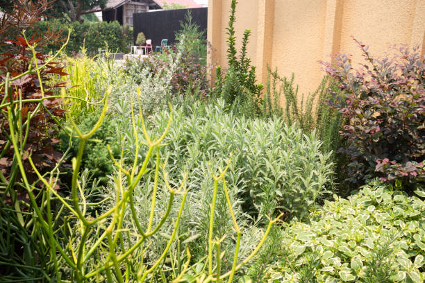 istock Tropical garden with botanic plants stone 1491157898