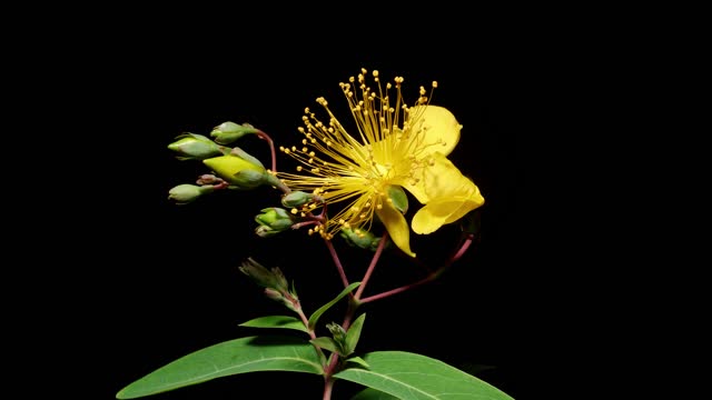 Time lapse of growing Hypericum monogynum flower from bud to full blossom. Beautiful summer yellow flower blooming isolated on black background, 4k video studio shot close up view.