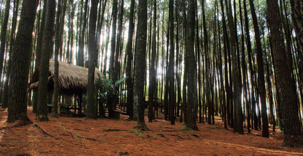istock A pine forest with a thatched roof hut in the middle 1491158652