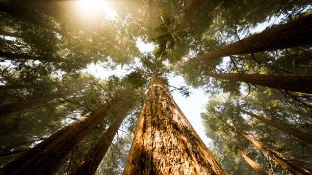 les arbres verdoyants s’élèvent dans les airs - forêt photos et images de collection