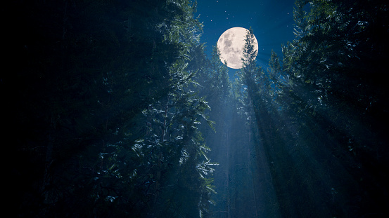 The light of the full moon falls on the branches of the needles
