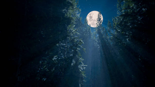 The light of the full moon falls on the branches of the needles stock photo