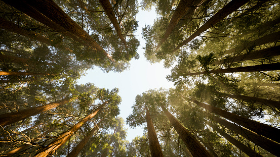 Tall dark trees are silhouetted against the pale blue sky, their pointed tops diverge. The thin tops of perennial pines stretch to the sky, to the bright spring sun. The trees are swaying in a weak wind.