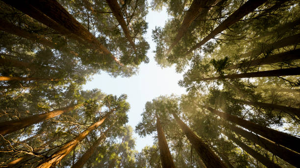 View from the ground to the tops of tall fir trees and clear sky Tall dark trees are silhouetted against the pale blue sky, their pointed tops diverge. The thin tops of perennial pines stretch to the sky, to the bright spring sun. The trees are swaying in a weak wind. tree 3d perspective stock pictures, royalty-free photos & images