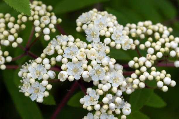 istock Rowan, rowan berry tree. European mountain ash 1491159301