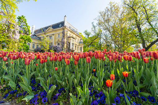 Sofia, Bulgaria. May 2023.   colorful tulips in a city center park in the city center
