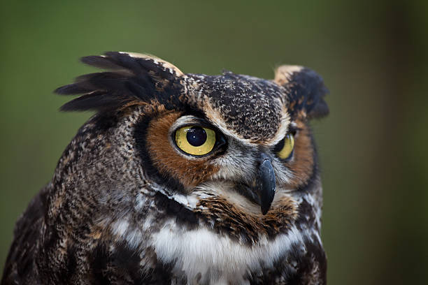 istock Great Horned Owl Portrait 149116098