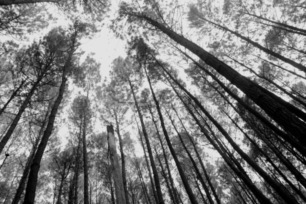istock The view of the pine forest from below shows tree branches piled on top of each other 1491161018