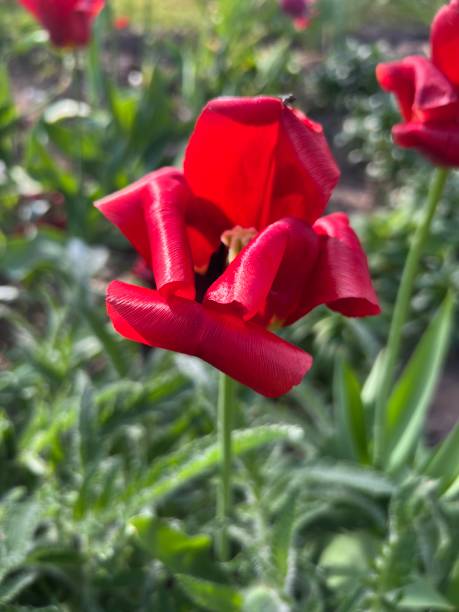 istock garden in spring, the first spring flowers bloom, garden arrangement 1491163047