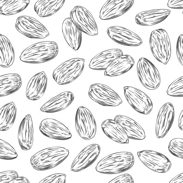 Vector illustration of Seamless pattern with hand drawn monochrome almond nuts sketch style