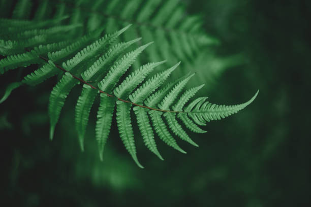 istock Green leaves pattern background. Concept leaf nature and plant. 1491172732