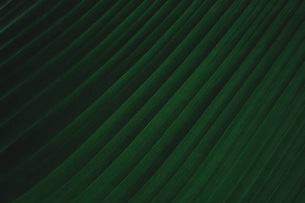 istock Green leaves pattern background. Concept leaf nature and plant. 1491172748