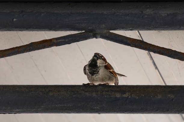 istock the sparrow crows to find a mate 1491173032