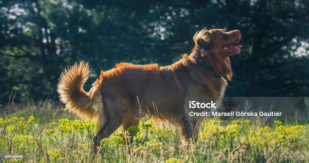 A Nova Scotia Retriever dog is standing in a meadow with yellow flowers. Leisure time with the dog. Animal Stock Photo