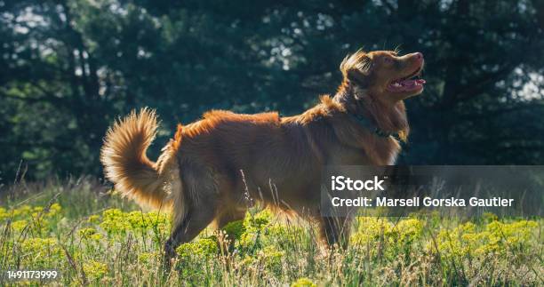 A Nova Scotia Retriever Dog Is Standing In A Meadow With Yellow Flowers Stock Photo - Download Image Now