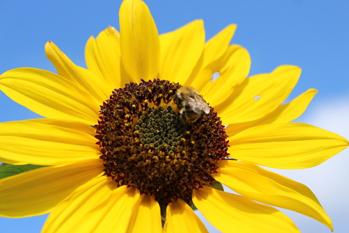 Close up of sunflower with bumblebee