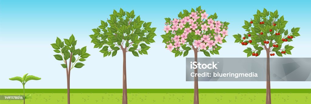 Growth Tree Graphik Cherry Tree Growth Stages Vector Design Stock Illustration - Download ...