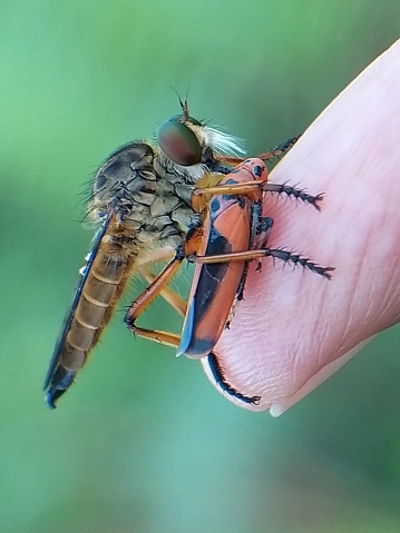 Robberfly at my finger while eating prey