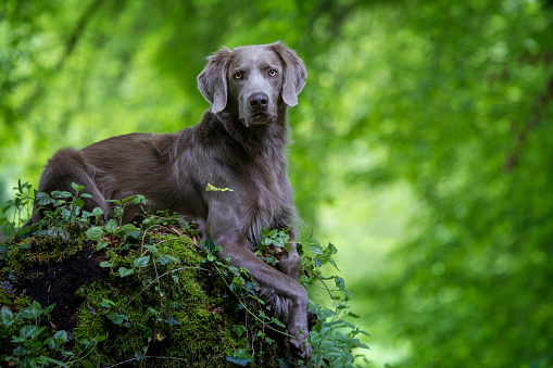 Dog, Woodland, Forest, Weimaraner, Environmental Conservation