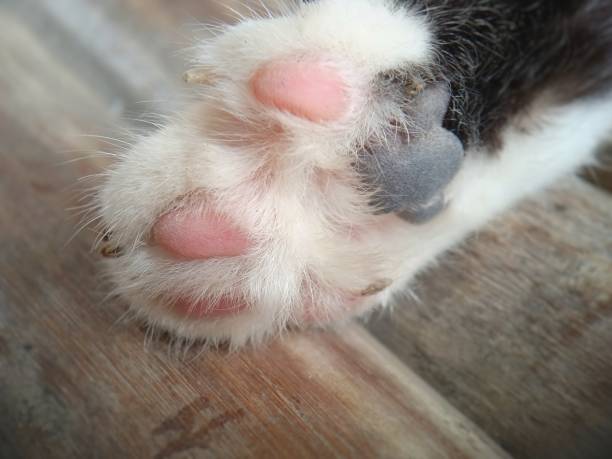 istock Close-up of a cat's paw 1491182230