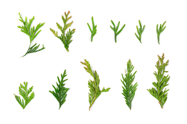 Cypress Twigs Isolated, Cupressus Leaf, Arborvitae Twig, Thuya Sprig, Thuja Leaves on White Background, Cypress Set for Christmas Design