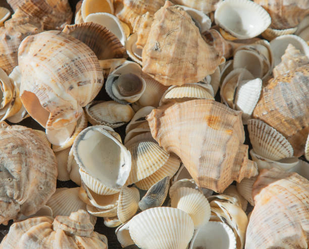 istock Sea shells on the beach. Summer background. Rapan shell. Beige light color. Aesthetic minimalism. Nature beauty. 1491184409
