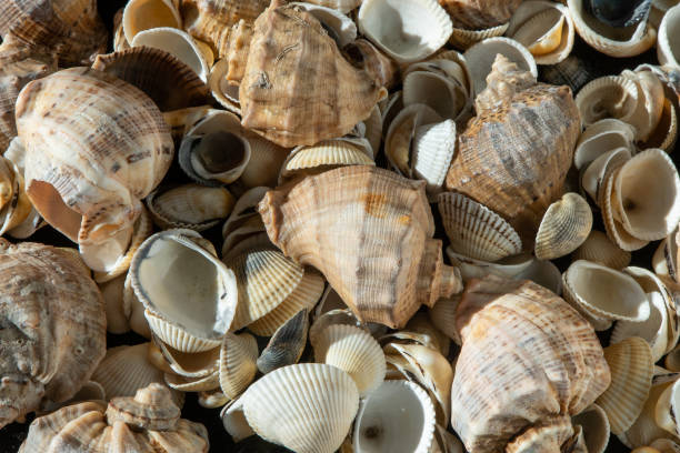 istock Sea shells on the beach. Summer background. Rapan shell. Beige light color. Aesthetic minimalism. Nature beauty. 1491184413