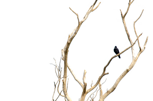 Alone black jungle crow bird perched on a dry leafless twig isolated on white background.