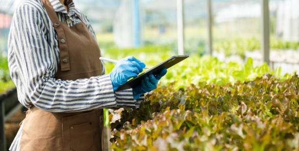 istock Farmer woman using digital tablet computer in field, technology application in agricultural growing activity, 1491184885