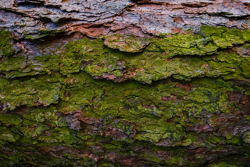 Moss covered tree trunk close-up. Moss cover on tree bark background. Close-up moss texture on tree surface.