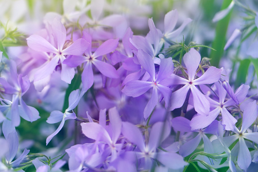 Veronica chamaedrys close-up