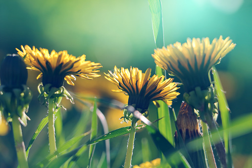 Three beautiful dandelion flowers with flying feathers on turquoise background. Vintage style.