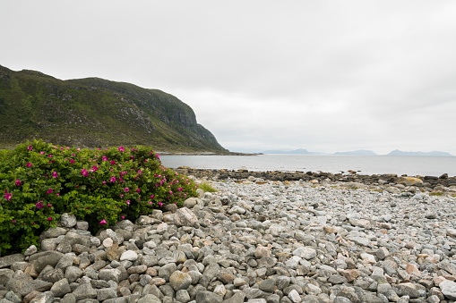 Summer view with grass bolders on a sandy beach with a cloudy sky  on Godøy island, Møre og Romsdal, Norway
