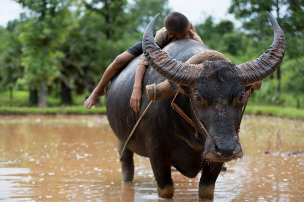 istock The asian boys sleep on the Buffalo. 1491186524