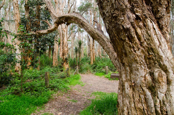 산책로가 있는 호주 상록수 숲. - rainforest redwood forest footpath 뉴스 사진 이미지