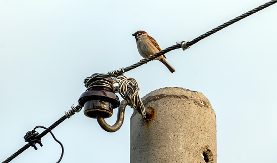 Sparrow at the wire of electric power