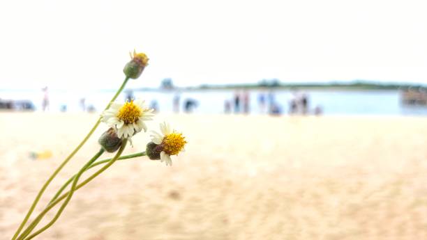 Flowers on the Beach