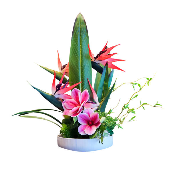 istock tropical plant in white pot isolated on white background with clipping path 1491191183